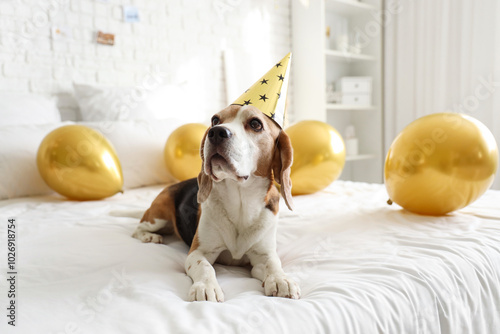 Cute Beagle dog with party ...
