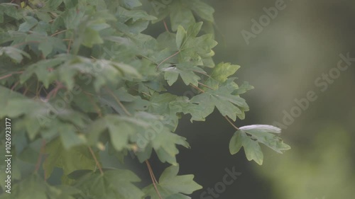 green maple leaf on maple tree flow follow from wind in nature forest in outdoor park in sunny sunshine day in summer before autumn season and change to orange and red maple colour photo