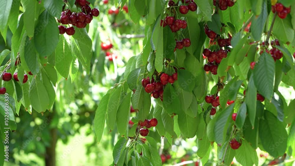 Branches rich with red cherries, trees with green leaves in the wind in the orchard., leaf, branch, fruit