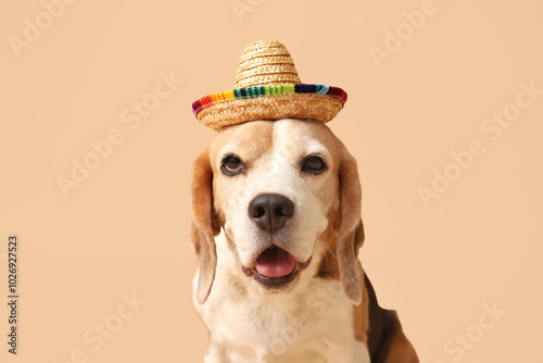 Cute Beagle dog in sombrero...