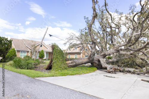 On Oct. 12, 2024, a toppled tree in a yard on top of a utility line after Hurricane Milton in Sarasota, Florida