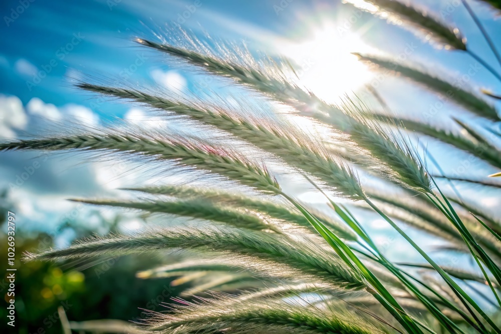 Glossy Real Grass Blowing in the Wind - Nature's Serenity Captured in Candid Photography Glossy Real Grass Blowing in the Wind - Nature's Serenity Captured in Candid Photography