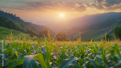 Morning view of corn field