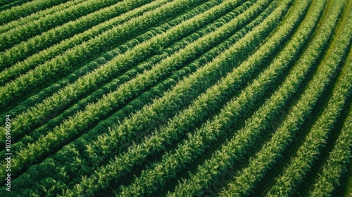 A lush green farm with neat rows of crops stretching into the horizon, representing sustainable agriculture.