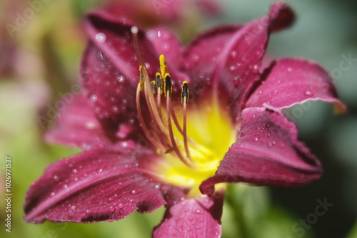 close up of a flower