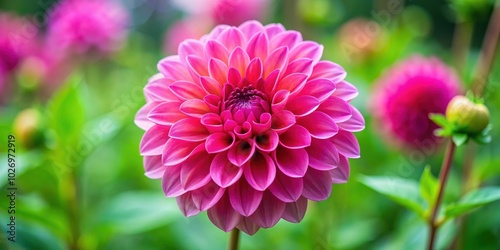 Vibrant pink dahlia flower in full bloom, pink, dahlia, flower, vibrant, bloom, nature, garden, petals, close-up, beauty, flora