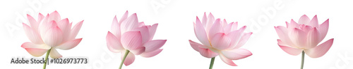 Light pink lotus flower on a transparent background