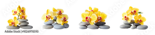 Yellow orchids with red centers on smooth grey stones isolated on a transparent background