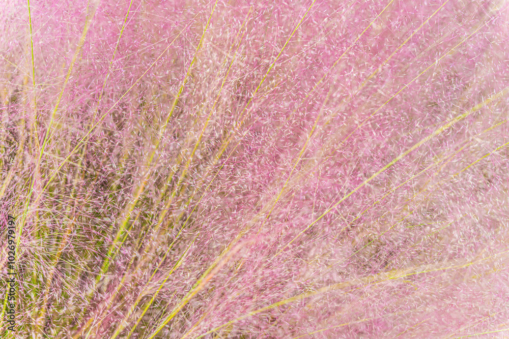 Beautiful Pink grass long ornamental plant. Soft focus pastel ornamental grass nature background at South Korea, Asia Beautiful Pink grass long ornamental plant. Soft focus pastel ornamental grass nature background at South Korea, Asia