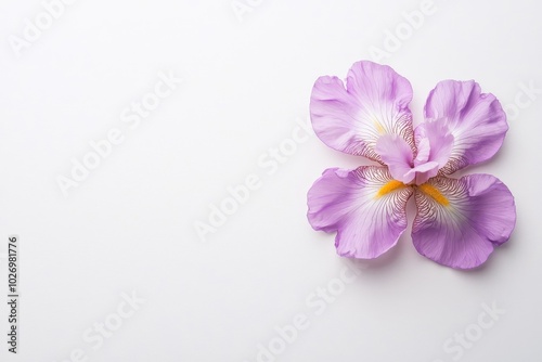 A vibrant iris flower isolated on a white background, emphasizing its unique shape and rich colors.