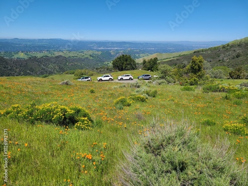 Tourists park along the roadside to view poppy blooms at Mt Diablo State Park, California photo