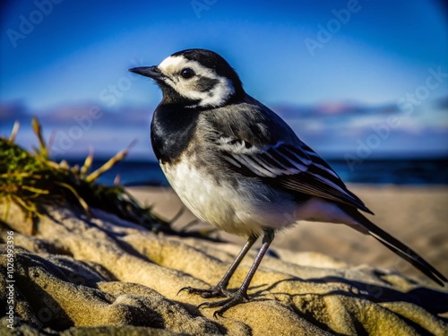 Pied Wagtail on Beach Sand in Dublin, Macro Photography of Motacilla alba yarrellii photo