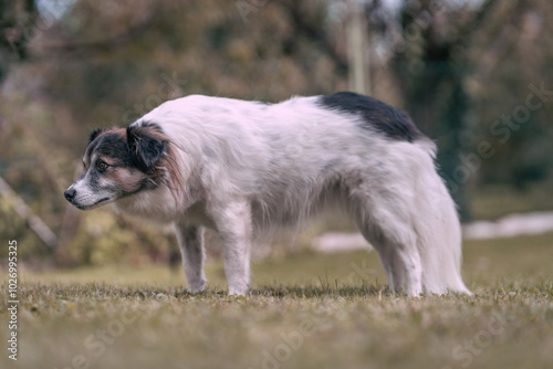 Portrait of a cute black and white crossbreed dog photo