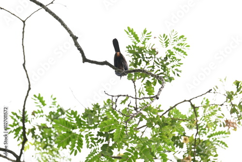 Indian robin or Copsychus fulicatus bird. It is a species of passarine bird in the family Muscicapidae. It is widespread in the Indian subcontinent and ranges across Bangladesh, Bhutan, India, Nepal. photo