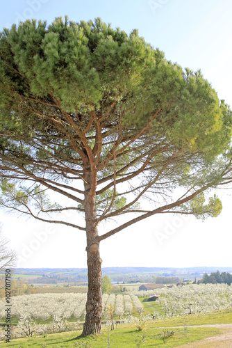 Spring in the Monteton, France
