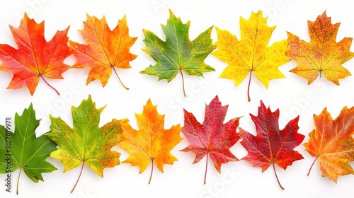 Colorful Maple Leaves on White Background