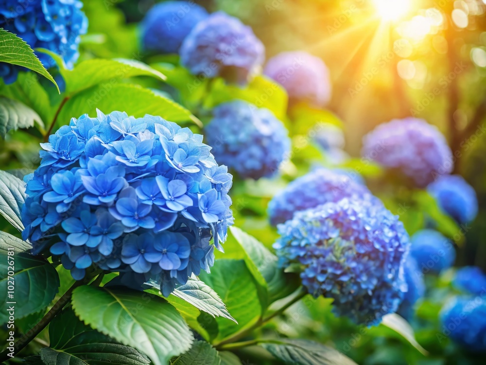 Stunning Blue Hydrangea Flowers in a Lush Garden Setting - Perfect for Fashion Photography Stunning Blue Hydrangea Flowers in a Lush Garden Setting - Perfect for Fashion Photography