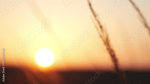 Dry wildgrass at sunrise