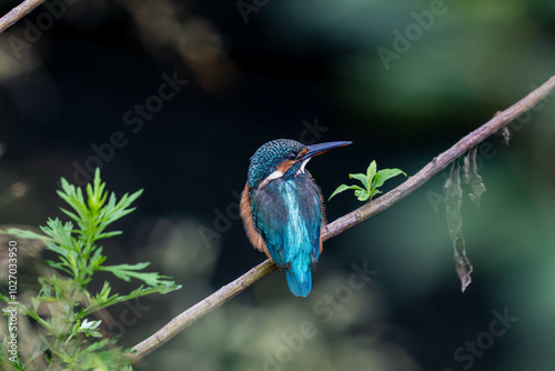 Plakat 青い鳥カワセミ