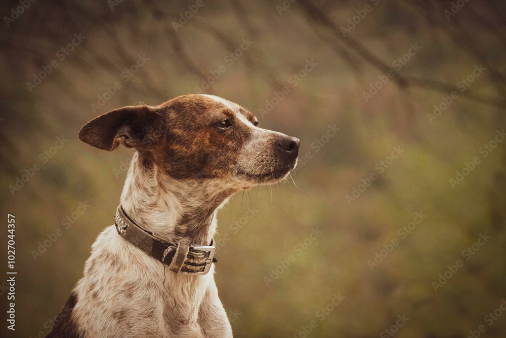 A close-up of a dog’s face showcases soulful eyes and a glossy coat, radiating warmth and curiosity. Its playful expression invites you to share in the joy of its world. A close-up of a dog’s face showcases soulful eyes and a glossy coat, radiating warmth and curiosity. Its playful expression invites you to share in the joy of its world.
