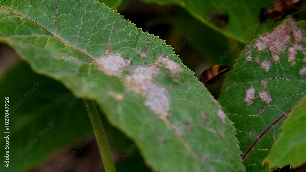 Intriguing Close-Up of Insects Feasting on Lush Green Leaves with Detailed Texture Intriguing Close-Up of Insects Feasting on Lush Green Leaves with Detailed Texture