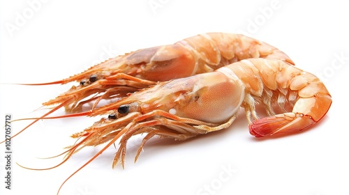 shrimps on a white background 