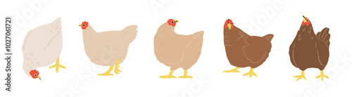 hand drawn cute cartoon chicken character illustration.