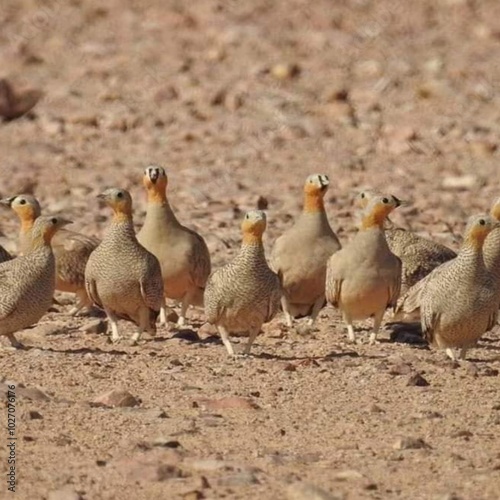 The crowned sandgrouse (Pterocles coronatus) is a species of bird in the sandgrouse family, the Pteroclidae from North Africa and the Middle East.
 photo