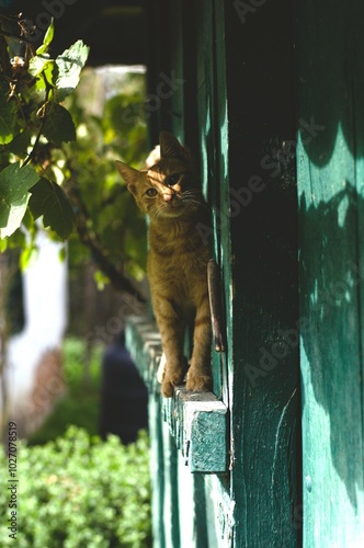 The image shows an orange cat standing on the edge of a rustic, teal-painted wooden structure, gazing directly at the camera with a curious expression. Sunlight filters through the leaves of nearby pl