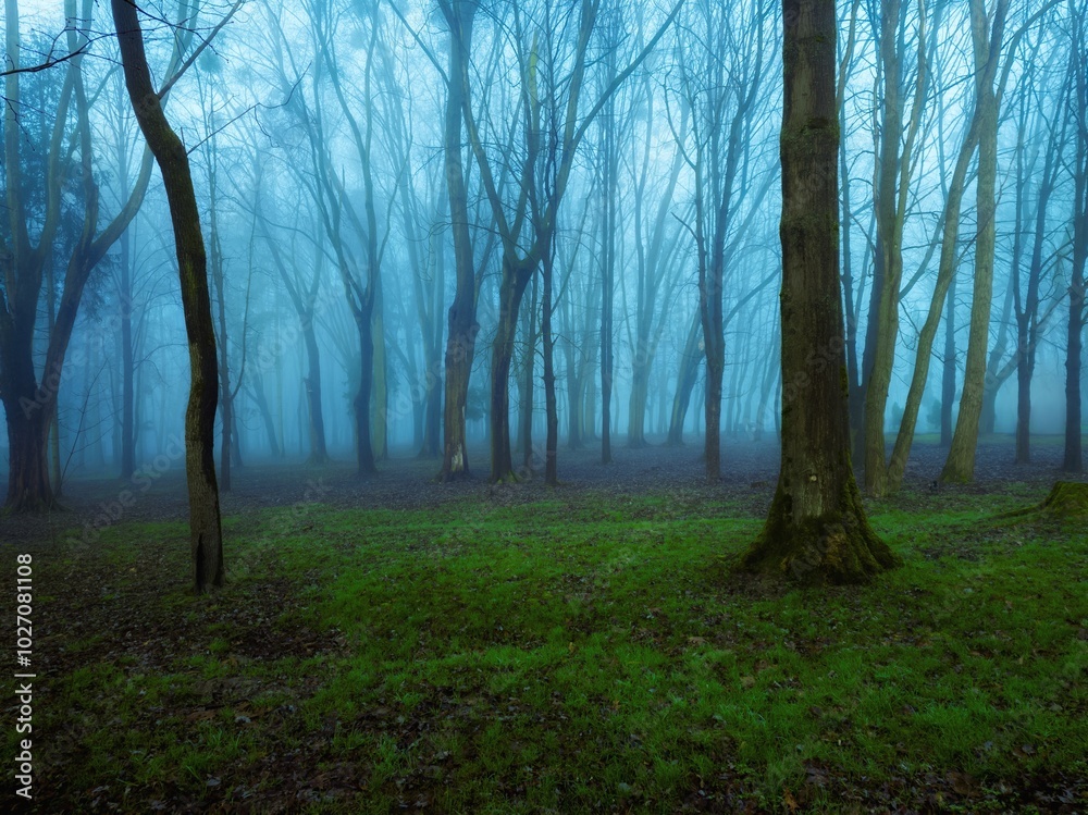 Gloomy autumn forest in fog with bare trees and grass. Foggy landscape in blue tones. Atmospheric woods in the morning. Gloomy autumn forest in fog with bare trees and grass. Foggy landscape in blue tones. Atmospheric woods in the morning.