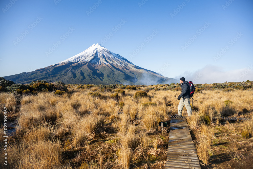 Backpacker hiking the Pouakai circuit on boardwalk among golden tussocks. Mt Taranaki in the background. New Zealand.