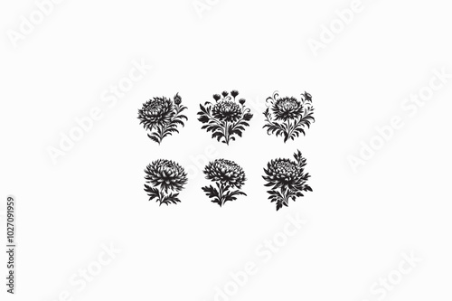 A vector silhouette image adobe illustrator of Aster flower..eps