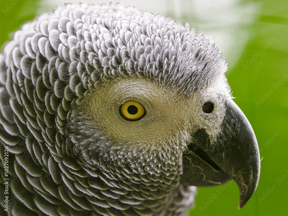 Fototapeta premium Graupapagei im Leintalzoo