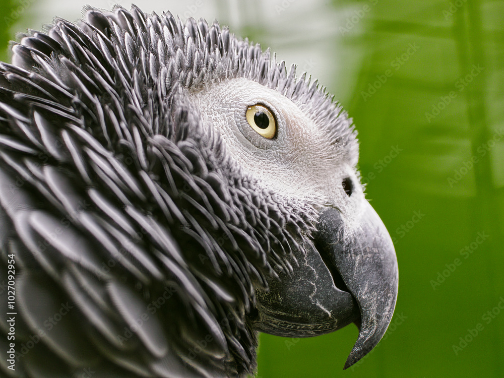 Fototapeta premium Graupapagei im Leintalzoo