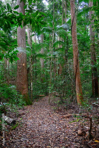 Pile Valley circuit bushwalk, K'gari Fraser Island, Satinay trees rainforest, portrait