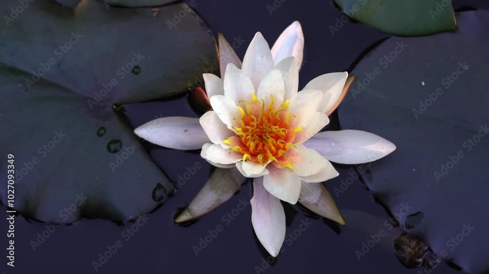 White water lily. Lotus flower in the lake. White water lily. Lotus flower in the lake.