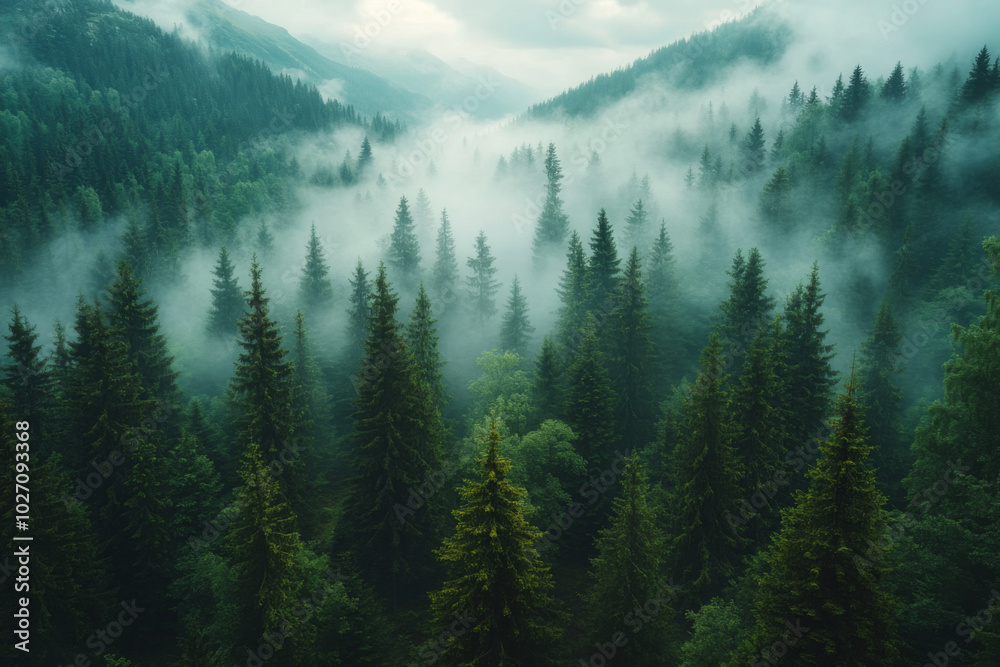 Fototapeta premium A serene view of a dense pine forest enveloped in mist at dawn