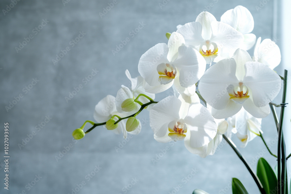 Obraz premium Elegant white orchids in a bright modern interior setting for home decor