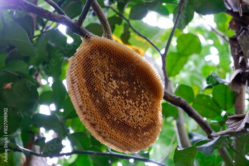 Honeycomb without bees on tree.