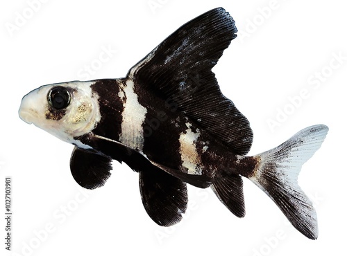 Fish shape over white background, fish clipart photo