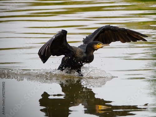 Kormoran im Landeanflug auf dem Neckar bei Bad Wimpfen.