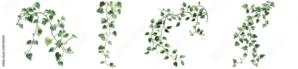 Collection of PNG. Botanical vine with long, trailing stems and green leaves, isolated on a transparency background. Collection of PNG. Botanical vine with long, trailing stems and green leaves, isolated on a transparency background.