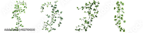 Collection of PNG. Botanical vine with long, trailing stems and green leaves, isolated on a transparency background. photo