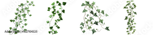 Collection of PNG. Botanical vine with long, trailing stems and green leaves, isolated on a transparency background.