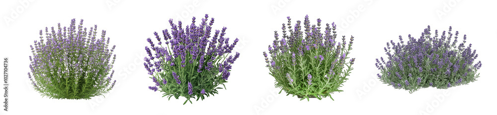 Collection of PNG. Bush of lavender plant, isolated on a transparency background. Collection of PNG. Bush of lavender plant, isolated on a transparency background.
