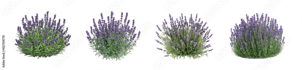 Collection of PNG. Bush of lavender plant, isolated on a transparency background. Collection of PNG. Bush of lavender plant, isolated on a transparency background.