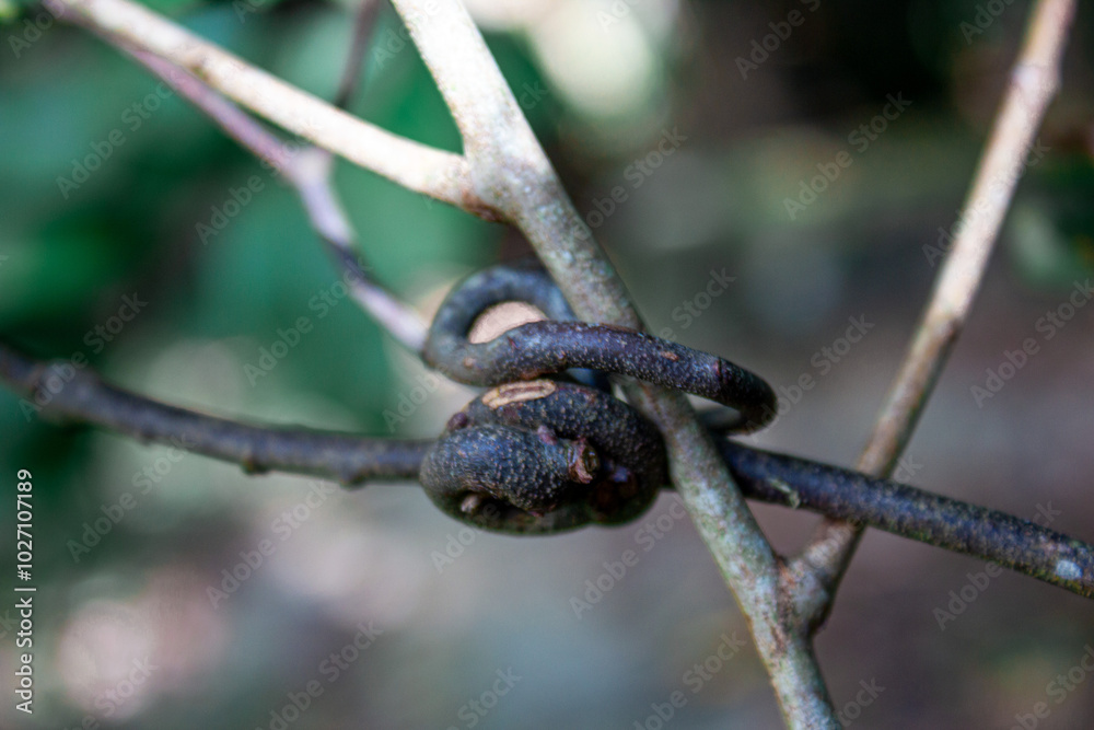 lizard on a tree