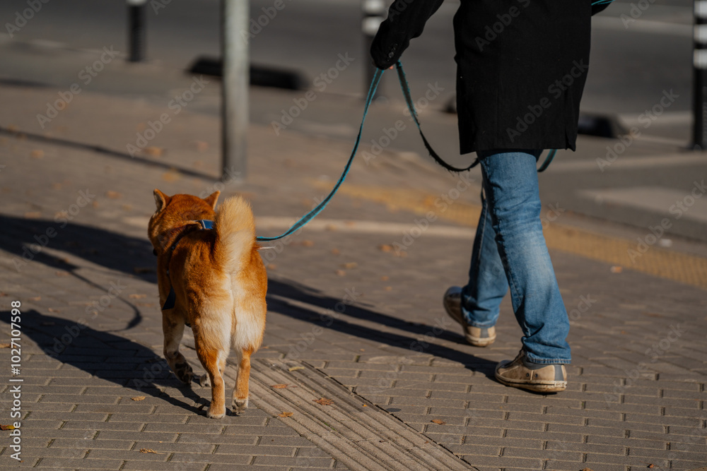 Foto Man in coat and jeans walking his orange dog in sunny afternoon in city on a pavement road on short blue leash to keep the animal under control