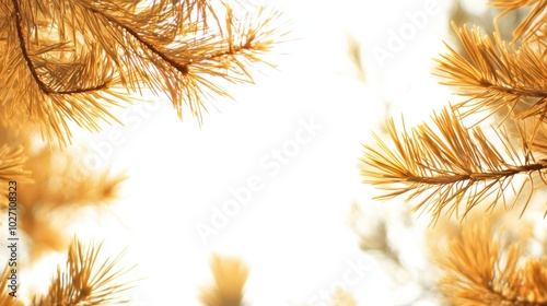 The Golden Pine TreeBranches photo