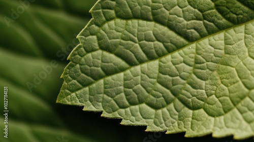 Green Leaf Macro: A detailed close-up of a green leaf, showcasing intricate veins and textures, highlighting the beauty of nature's delicate details. The soft.